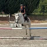 Paddock et chevaux